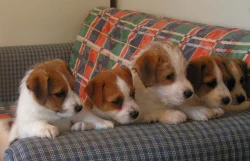 Jack Russell teriér - štěňátka s PP