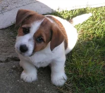 Jack Russell teriér - štěňátka s PP