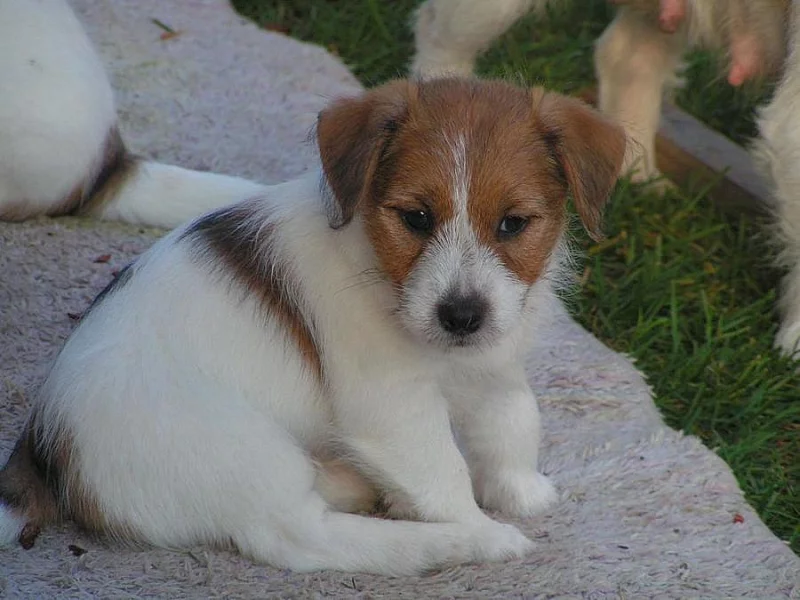 Jack Russell teriér - štěňátka s PP
