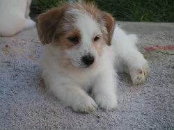 Jack Russell teriér - štěňátka s PP