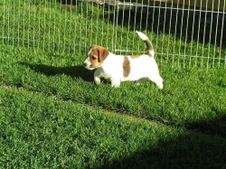 Jack Russell teriér - štěňátka s PP