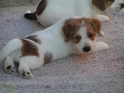 Jack Russell teriér - štěňátka s PP