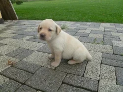 Prodám štěňata Labradorského retr.