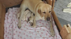 Prodám štěňata Labradorského retr.