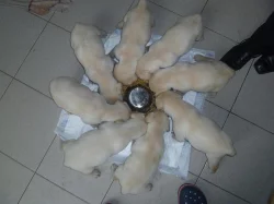 Prodám štěňata Labradorského retr.