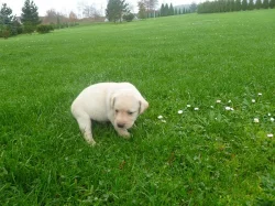 Prodám štěňata Labradorského retr.