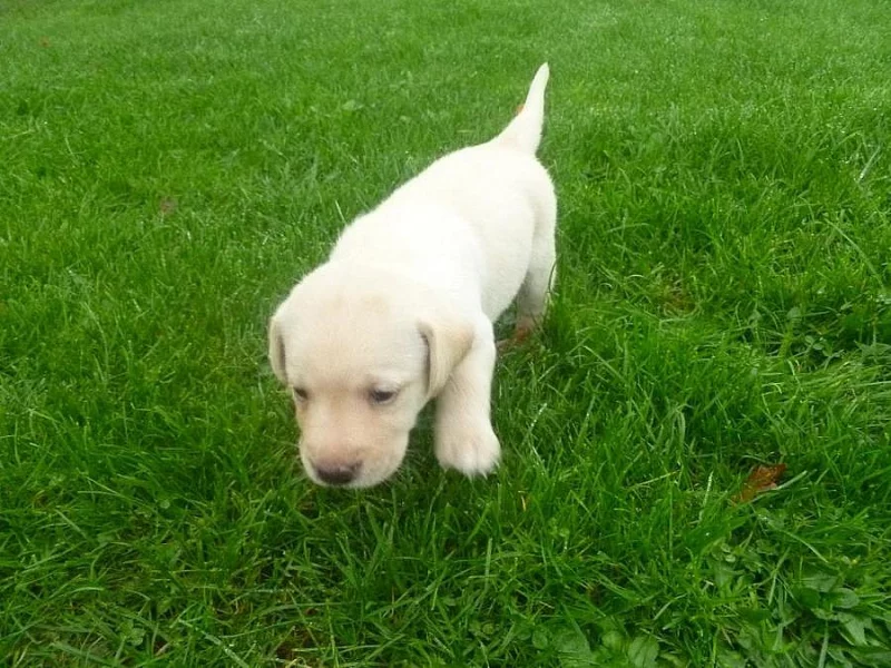 Prodám štěňata Labradorského retr.