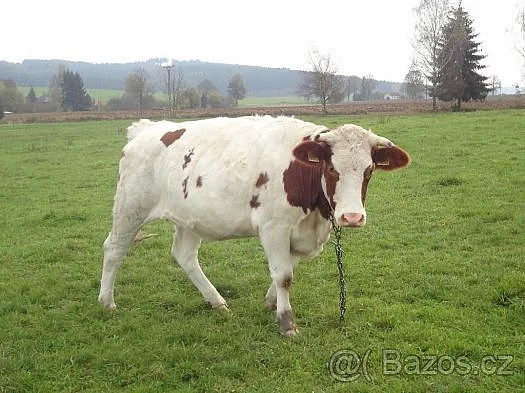 jalovice
