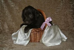 Flat Coated Retriever