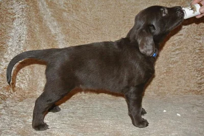 Flat Coated Retriever