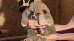 Akita Inu štěňátka s PP