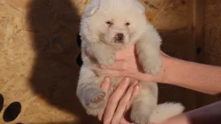 Akita Inu štěňátka s PP