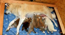 Akita Inu štěňátka s PP