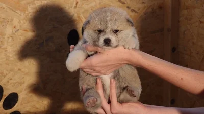 Akita Inu štěňátka s PP