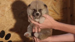Akita Inu štěňátka s PP