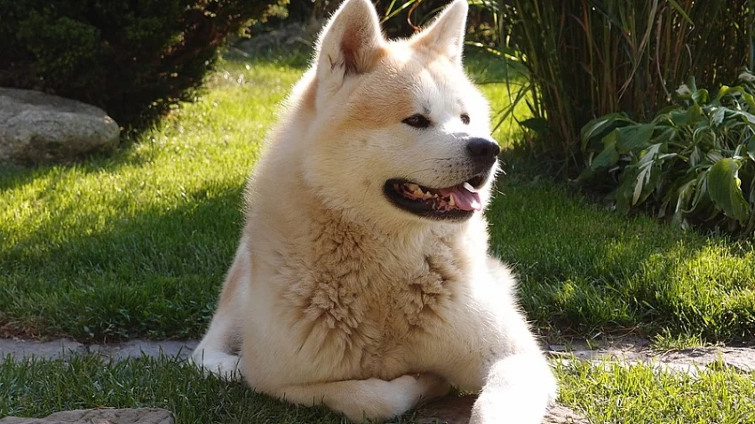 Akita Inu štěňátka s PP