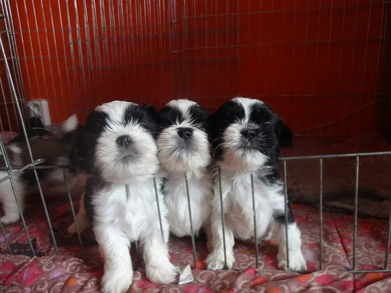 Prodám Shih-tzu