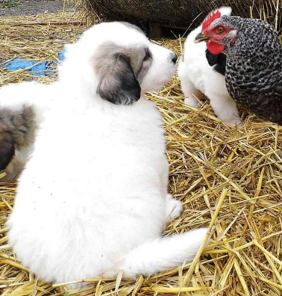 Pyrenejský horský pes chlupatá štěnda