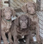 Chesapeake bay retriver-hnědý s PP jako hnědý labr