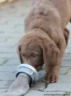 Chesapeake bay retriver-hnědý s PP jako hnědý labr
