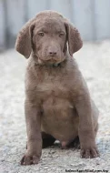Chesapeake bay retriver-hnědý s PP jako hnědý labr