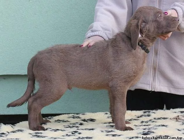 Chesapeake bay retriver-hnědý s PP jako hnědý labr