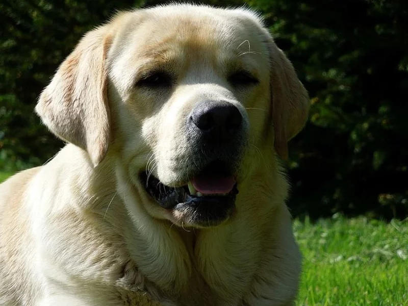 Labrador s PP-smetanová štěnda