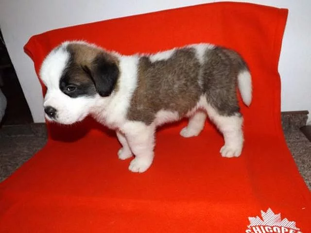 Štěňátka - Svatobernardský pes
