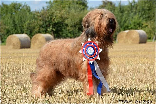 Briard štěnátka - kennel DALIDO