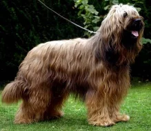 Briard štěnátka - kennel DALIDO