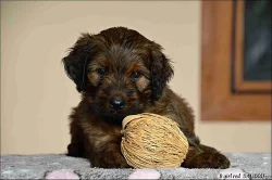 Briard štěnátka - kennel DALIDO
