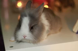 Zakrslý králík