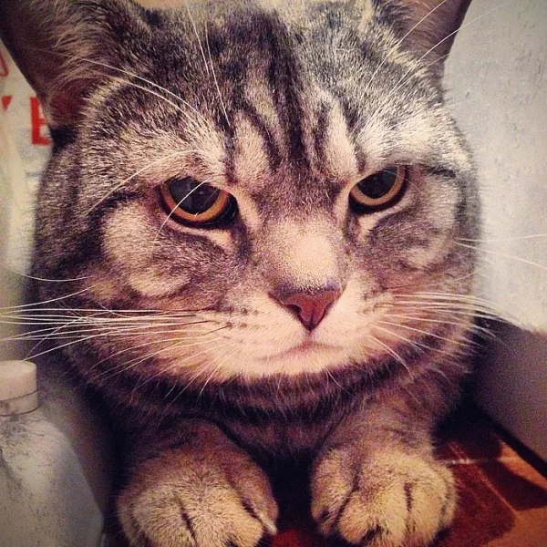 Čistokrevný whiskas Šéďa