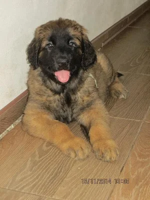 Leonberger