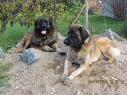 Leonberger
