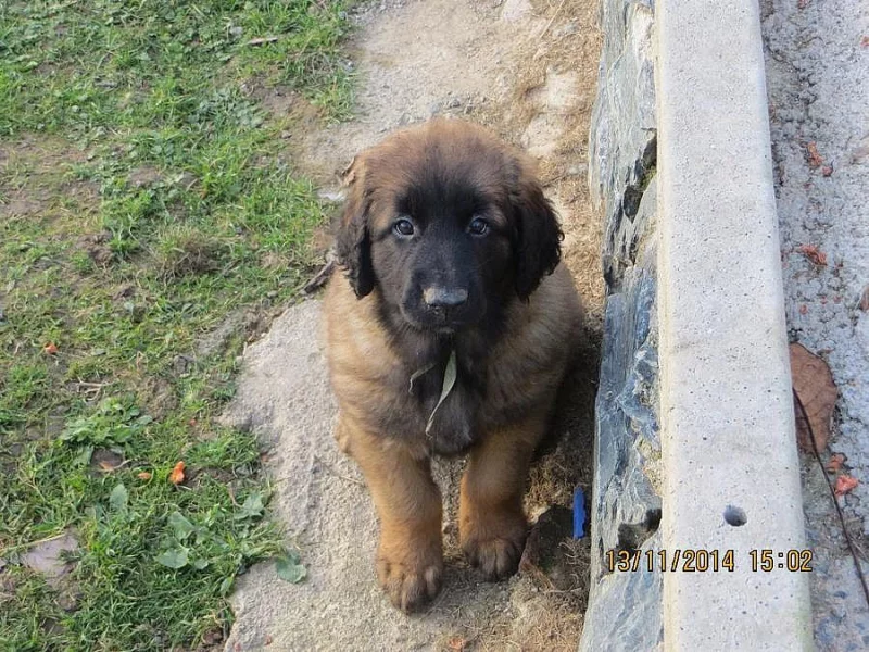 Leonberger