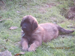 Leonberger