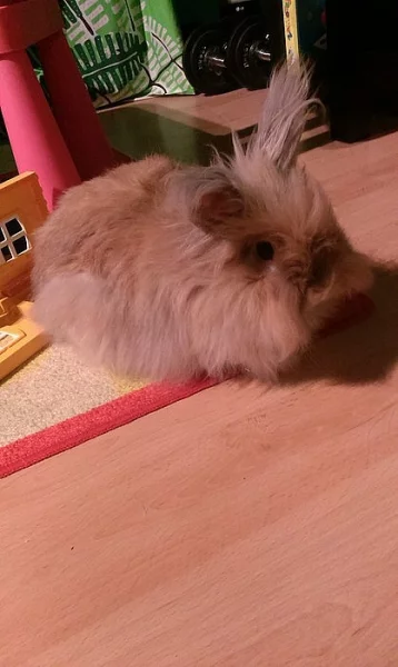 zakrsly teddy s pp