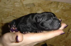 Thajský ridgeback - modrá a černá štěňátka