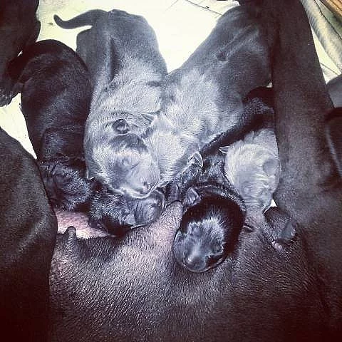 Thajský ridgeback - modrá a černá štěňátka