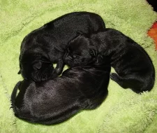 Thajský ridgeback - modrá a černá štěňátka