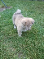 Akita-Inu červená fenečka