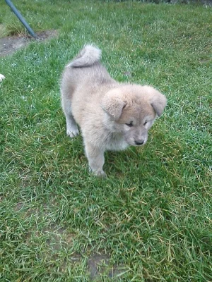 Akita-Inu červená fenečka