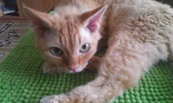 Devon Rex