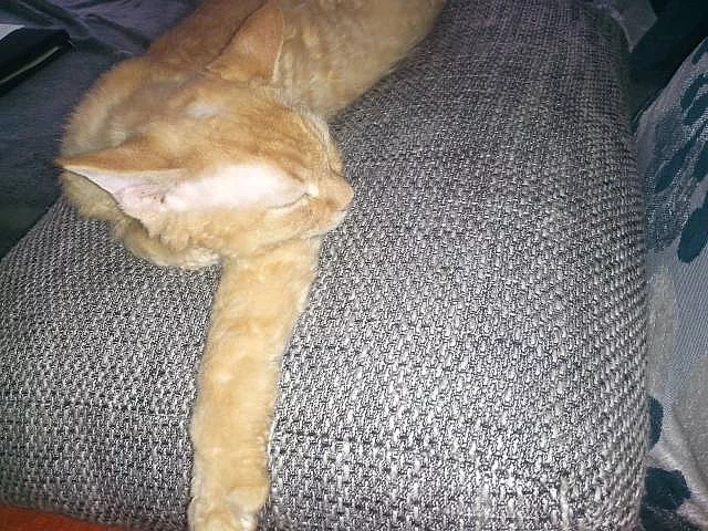 Devon Rex