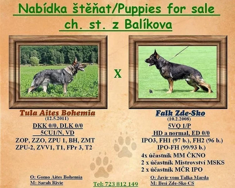 Štěňata německého ovčáka