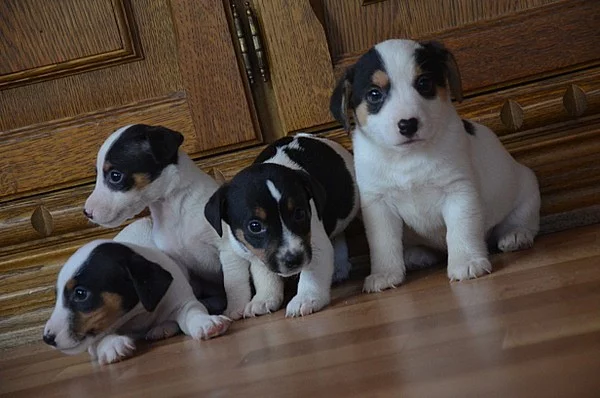 štěňátka jack russell terier