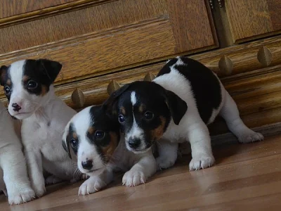štěňátka jack russell terier