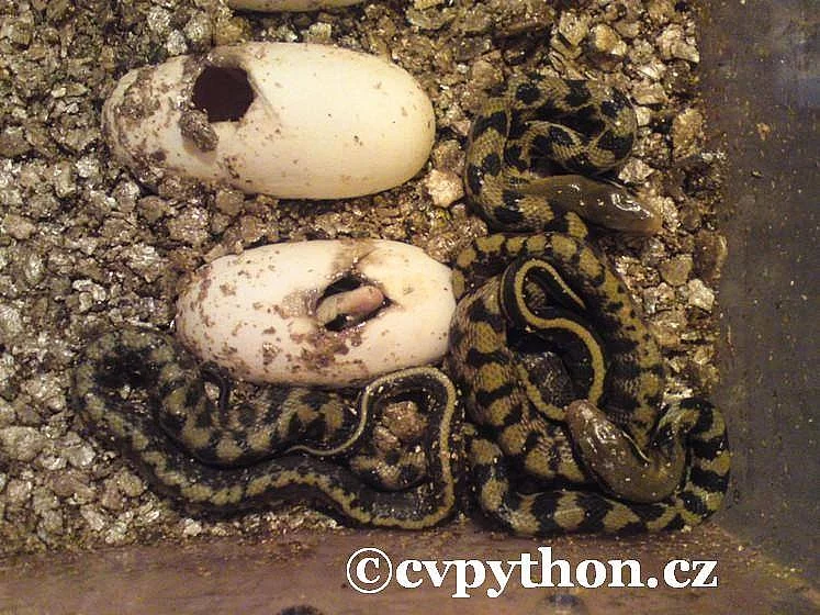 Orthriophis taeniurus friesei - Užovka tenkoocasá