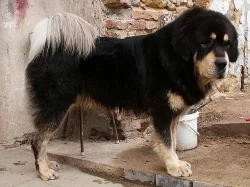 Tibetská doga - štěňata 2014/2015